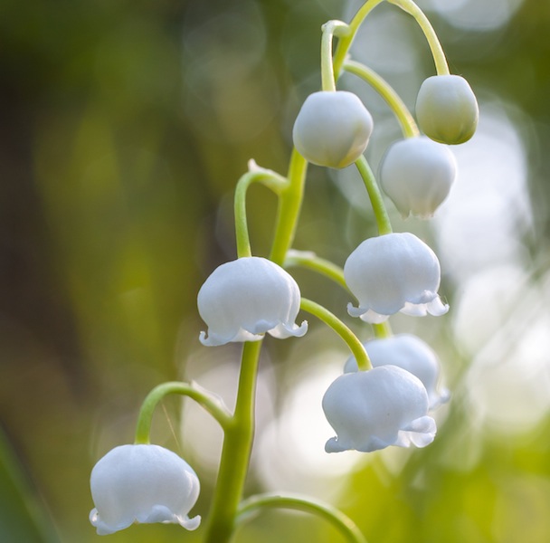 Lilien als Zimmerpflanzen