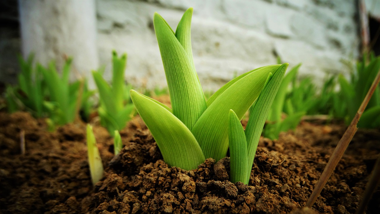 Lilienzwiebeln pflegen - für gesundes Wachstum