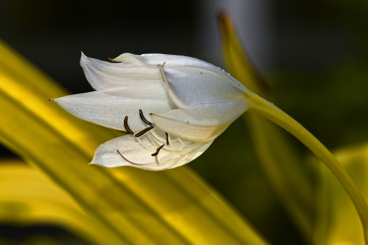 Lilienzwiebeln überwintern im Freien