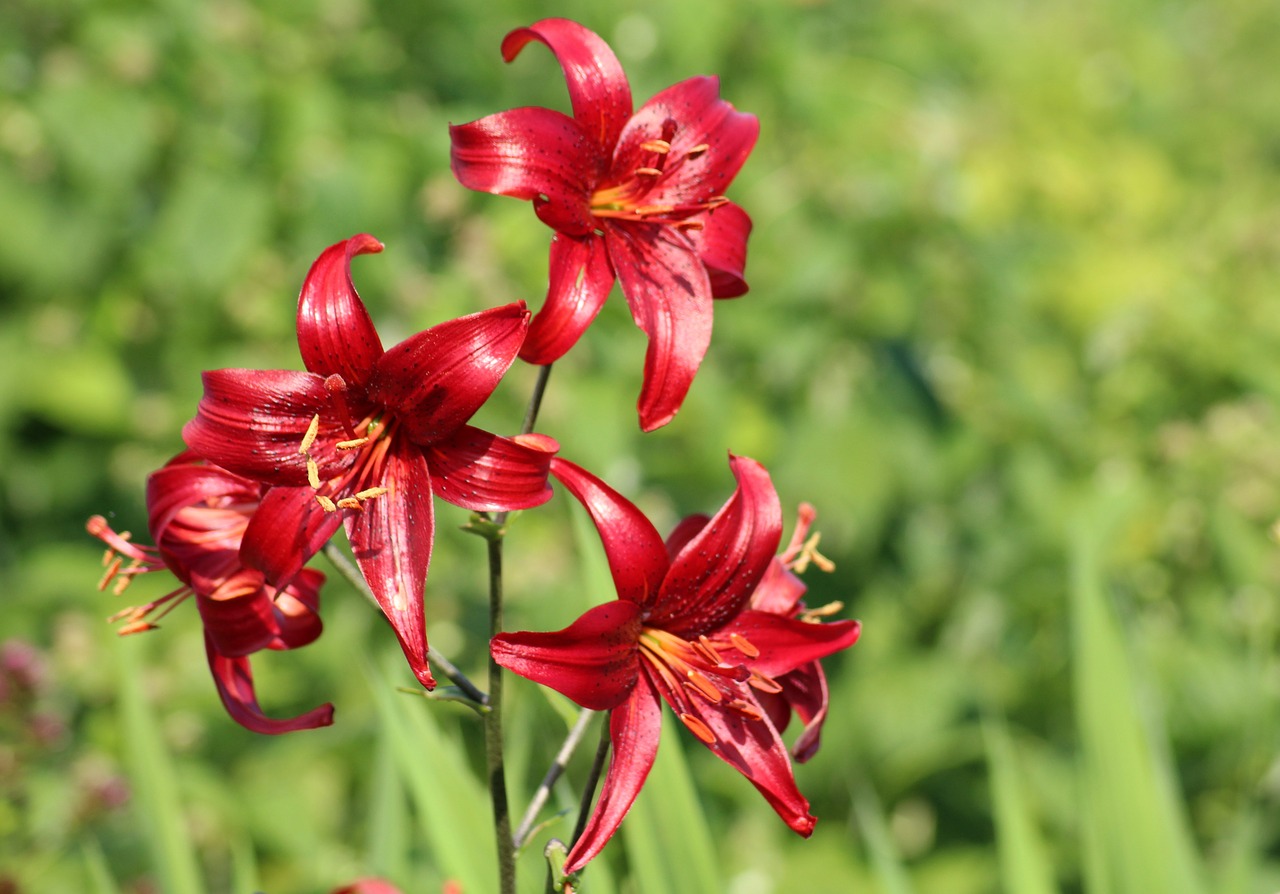 OT-Lilien - besonders robuste Liliengattung