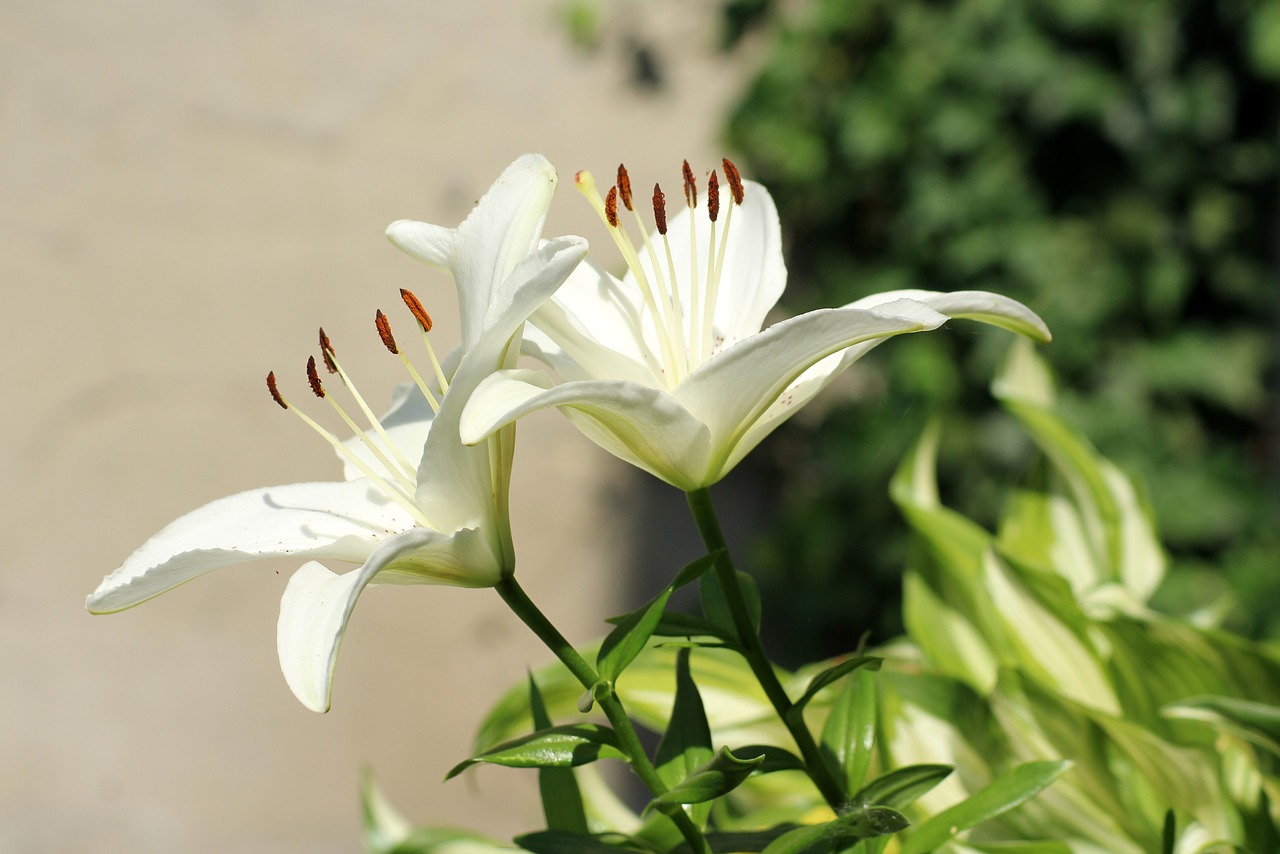 Die richtige Pflege der Lilien